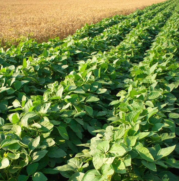 Fresh Crops